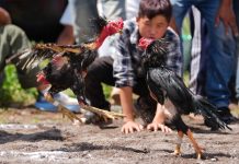 Cina: la Festa delle torce anima la contea di Yuexi nel Sichuan (3)