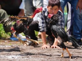 Cina: la Festa delle torce anima la contea di Yuexi nel Sichuan (3)