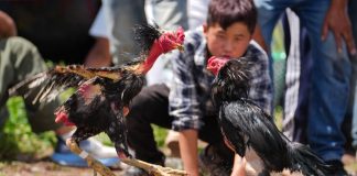 Cina: la Festa delle torce anima la contea di Yuexi nel Sichuan (3)