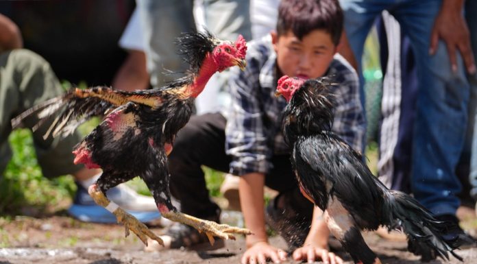 Cina: la Festa delle torce anima la contea di Yuexi nel Sichuan (3)