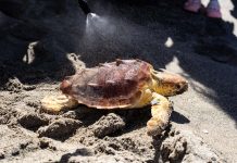 Fiumicino, la tartaruga Fortuna torna in mare dopo un mese di cure