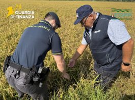 Pavia, scoperta una maxi frode sul riso biologico: profitti illeciti per oltre 10 milioni di euro