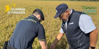 Pavia, scoperta una maxi frode sul riso biologico: profitti illeciti per oltre 10 milioni di euro