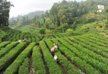 La Cina potenzia i settori della tradizione, dalla seta al tè alla porcellana