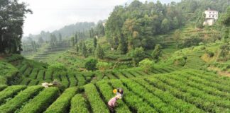 La Cina potenzia i settori della tradizione, dalla seta al tè alla porcellana
