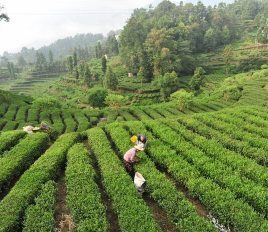 La Cina potenzia i settori della tradizione, dalla seta al tè alla porcellana