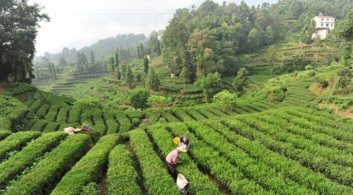 La Cina potenzia i settori della tradizione, dalla seta al tè alla porcellana