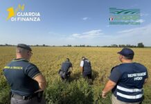 Pavia, maxi frode su riso biologico. Profitti illeciti per 10 milioni dl euro
