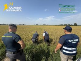 Pavia, maxi frode su riso biologico. Profitti illeciti per 10 milioni dl euro