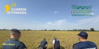 Pavia, maxi frode su riso biologico. Profitti illeciti per 10 milioni dl euro