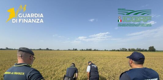 Pavia, maxi frode su riso biologico. Profitti illeciti per 10 milioni dl euro