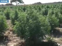 Sgominate due bande dedite allo spaccio a Nuoro, 7 arresti