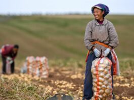 La Cina prevede un 2026 da record per il raccolto di cereali