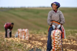La Cina prevede un 2026 da record per il raccolto di cereali