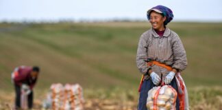 La Cina prevede un 2026 da record per il raccolto di cereali