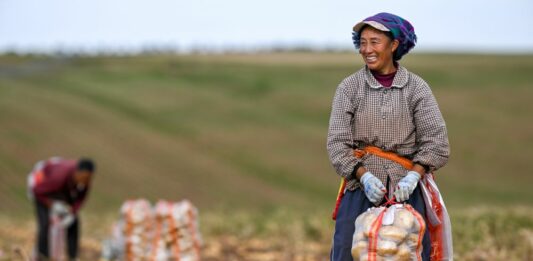 La Cina prevede un 2026 da record per il raccolto di cereali