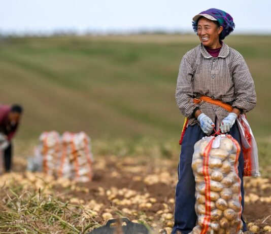 La Cina prevede un 2026 da record per il raccolto di cereali