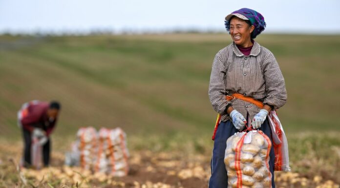 La Cina prevede un 2026 da record per il raccolto di cereali