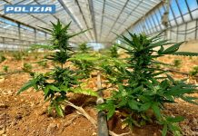 Scoperta una maxi piantagione di cannabis nel Cagliaritano, due arresti