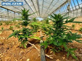 Scoperta una maxi piantagione di cannabis nel Cagliaritano, due arresti