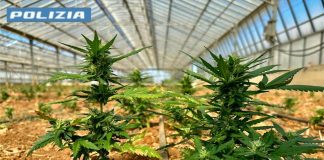 Scoperta una maxi piantagione di cannabis nel Cagliaritano, due arresti