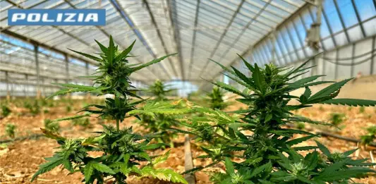 Scoperta una maxi piantagione di cannabis nel Cagliaritano, due arresti
