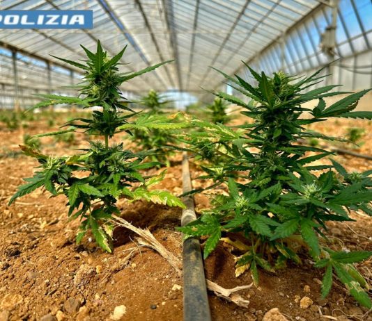 Scoperta una maxi piantagione di cannabis nel Cagliaritano, due arresti