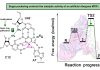 Modifiche chimiche possono aumentare l’efficienza delle molecole di RNA, lo dimostra uno studio del Cnr