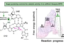 Modifiche chimiche possono aumentare l’efficienza delle molecole di RNA, lo dimostra uno studio del Cnr