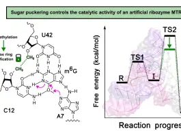 Modifiche chimiche possono aumentare l’efficienza delle molecole di RNA, lo dimostra uno studio del Cnr