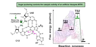 Modifiche chimiche possono aumentare l’efficienza delle molecole di RNA, lo dimostra uno studio del Cnr