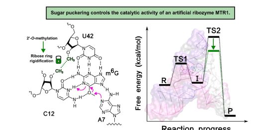 Modifiche chimiche possono aumentare l’efficienza delle molecole di RNA, lo dimostra uno studio del Cnr