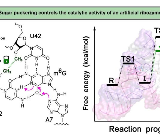 Modifiche chimiche possono aumentare l’efficienza delle molecole di RNA, lo dimostra uno studio del Cnr