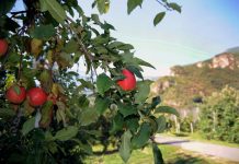 Mosca orientale della frutta per la prima volta riscontrata in Veneto, scatta il piano regionale