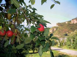Mosca orientale della frutta per la prima volta riscontrata in Veneto, scatta il piano regionale