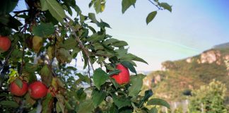 Mosca orientale della frutta per la prima volta riscontrata in Veneto, scatta il piano regionale