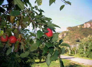 Mosca orientale della frutta per la prima volta riscontrata in Veneto, scatta il piano regionale