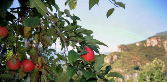 Mosca orientale della frutta per la prima volta riscontrata in Veneto, scatta il piano regionale