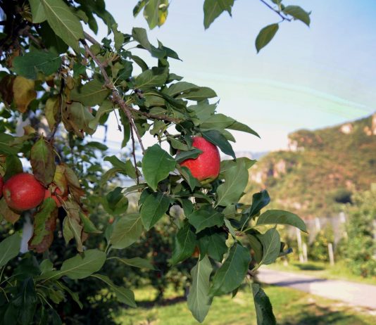 Mosca orientale della frutta per la prima volta riscontrata in Veneto, scatta il piano regionale