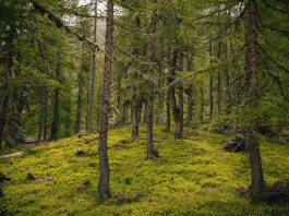 Tutela del patrimonio forestale, Regione Liguria rinnova per due anni il protocollo d’intesa con Anfor