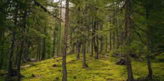 Tutela del patrimonio forestale, Regione Liguria rinnova per due anni il protocollo d’intesa con Anfor