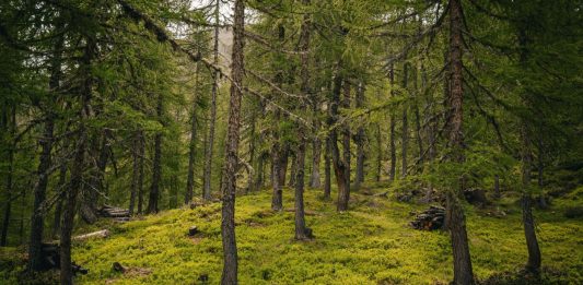 Tutela del patrimonio forestale, Regione Liguria rinnova per due anni il protocollo d’intesa con Anfor