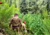 Scoperte 5 piantagioni di marijuana tra i boschi dell’Aspromonte, due arresti