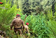 Scoperte 5 piantagioni di marijuana tra i boschi dell’Aspromonte, due arresti