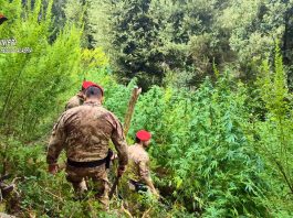 Scoperte 5 piantagioni di marijuana tra i boschi dell’Aspromonte, due arresti