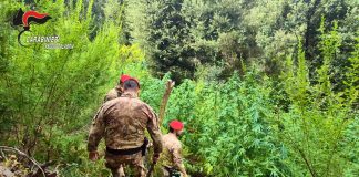 Scoperte 5 piantagioni di marijuana tra i boschi dell’Aspromonte, due arresti