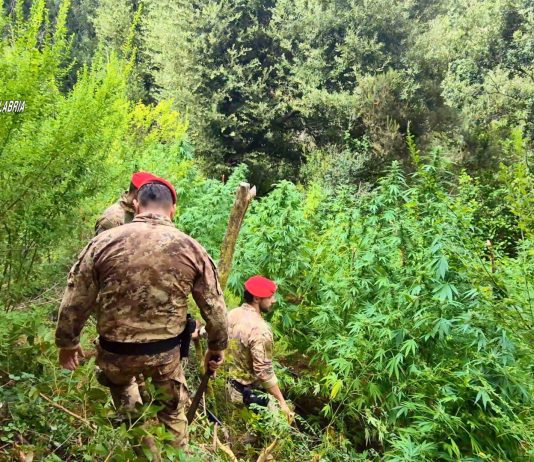 Scoperte 5 piantagioni di marijuana tra i boschi dell’Aspromonte, due arresti