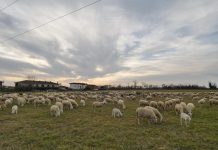 Approvata la piattaforma per il rinnovo del Ccnl allevatori 2027-2030