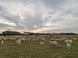 Approvata la piattaforma per il rinnovo del Ccnl allevatori 2027-2030