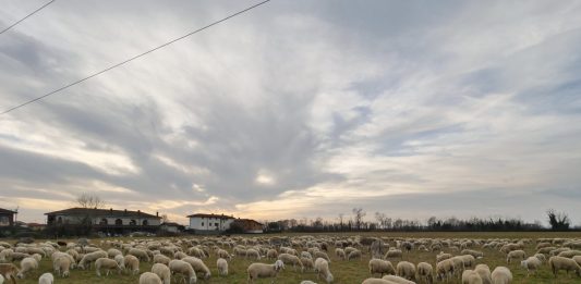 Approvata la piattaforma per il rinnovo del Ccnl allevatori 2027-2030